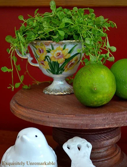 Tea cup planter Tea Cup Planter