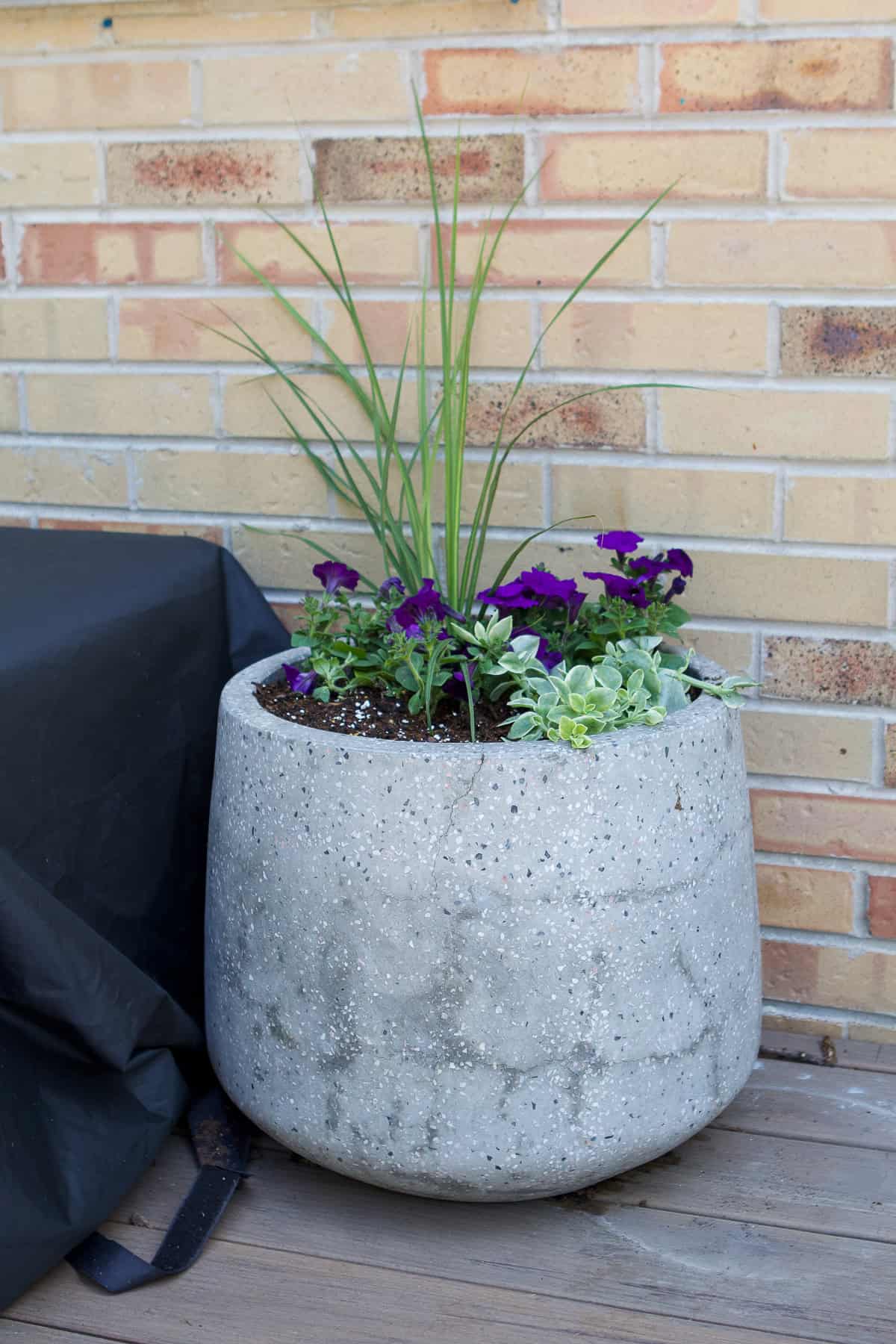 what to plant in a full sun flower pot