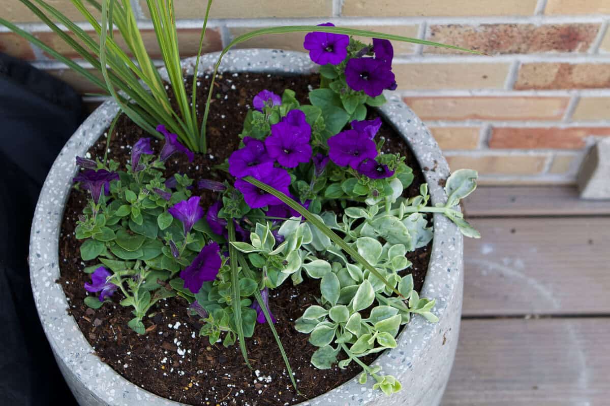 wave petunias, spike, and mezoo trailing red
