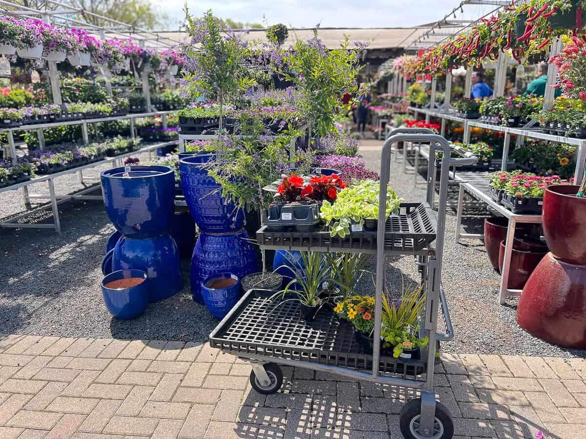 Filler spiller and thriller rule for planting
