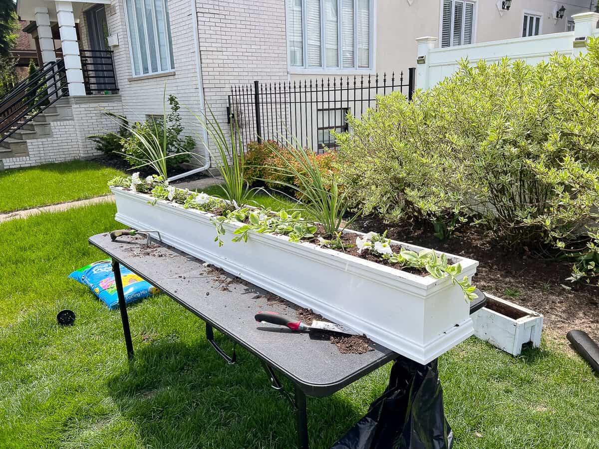 My new window box