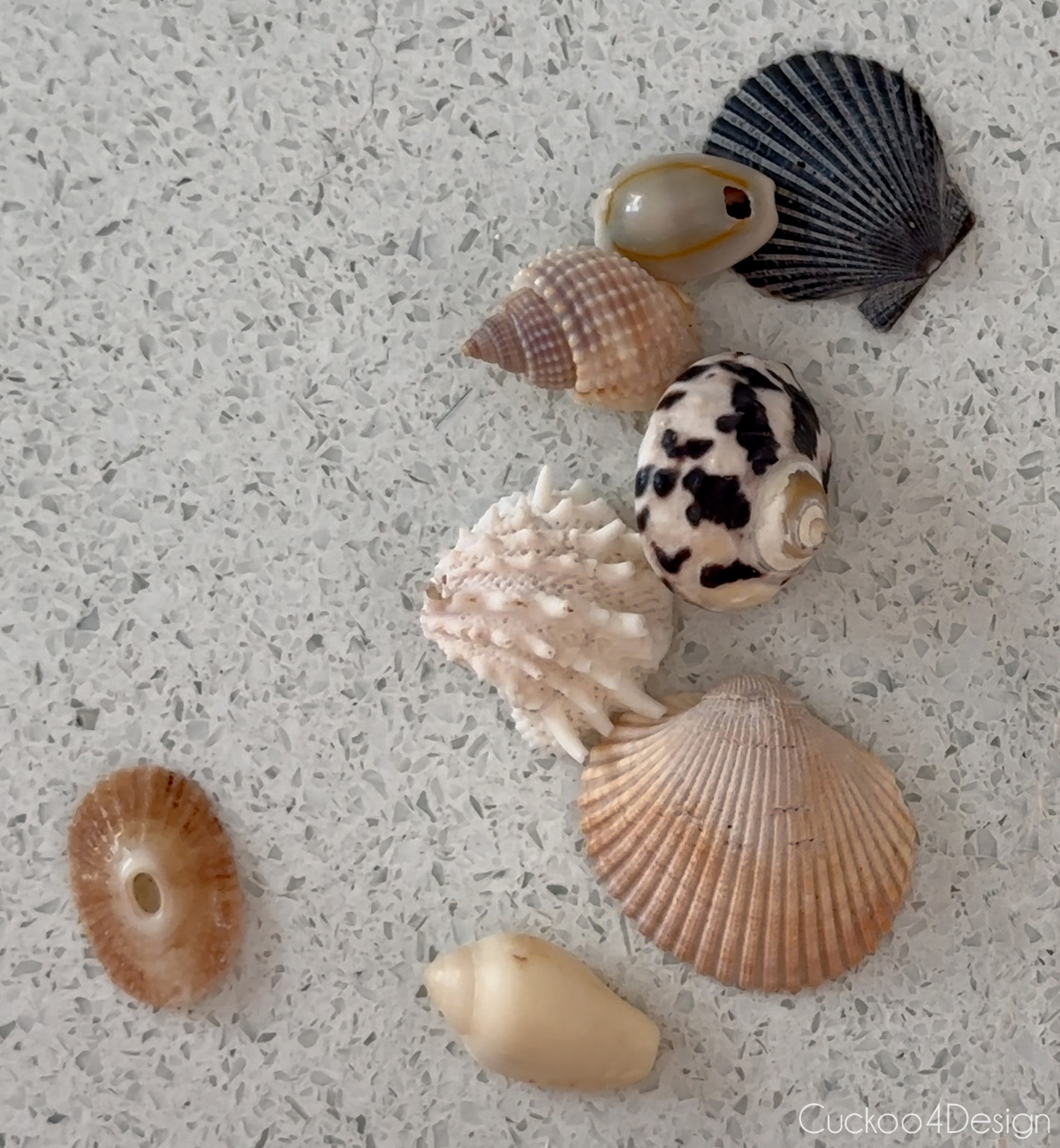 collection of small seashells